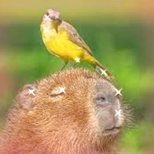Capybara Are My Life 19