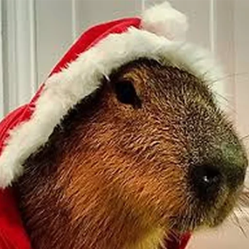 Capybara Are My Life 7