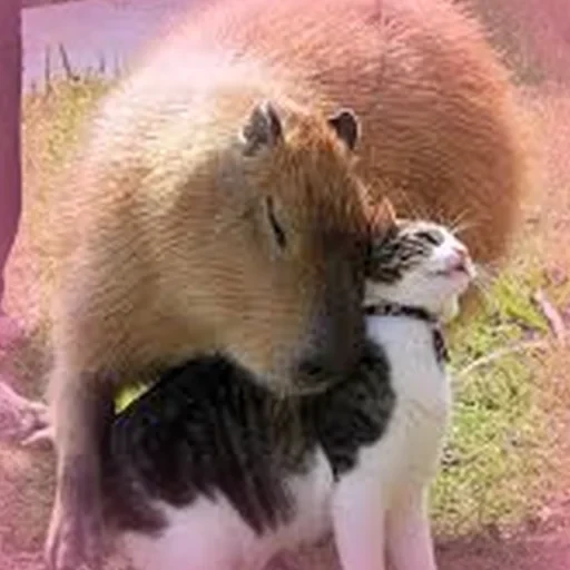 Capybara Are My Life 21