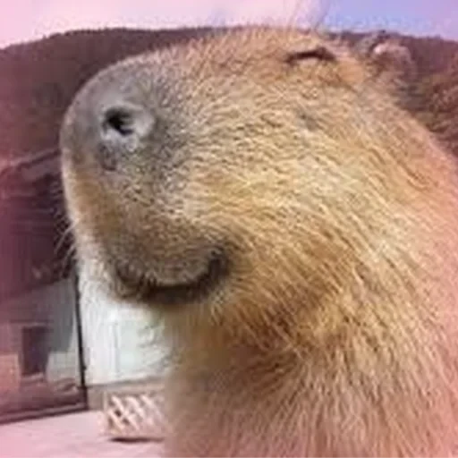 Capybara Are My Life 14