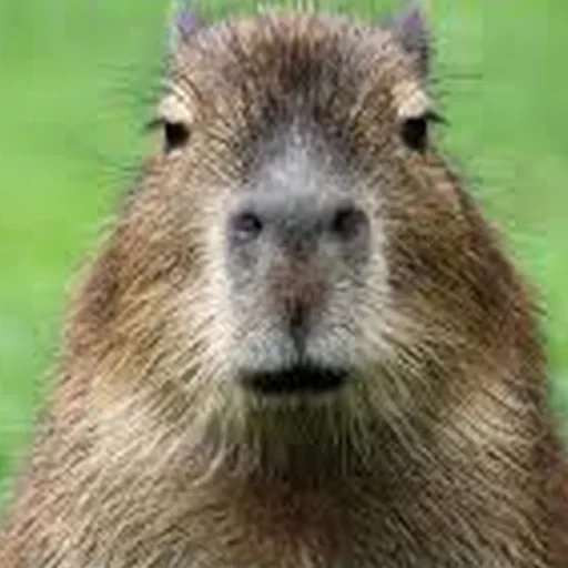 Capybara Are My Life 30