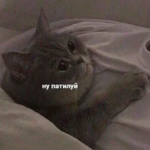 Cat Quotes 11