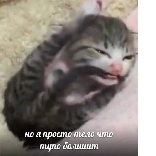 Cat Quotes 30