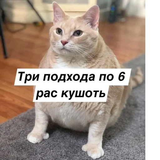 Cat Quotes 10