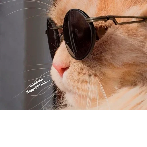 Cat Quotes 17