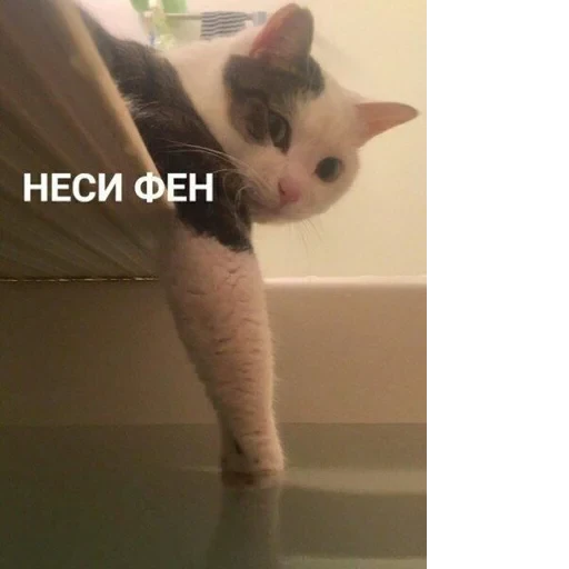 Cat Quotes 12