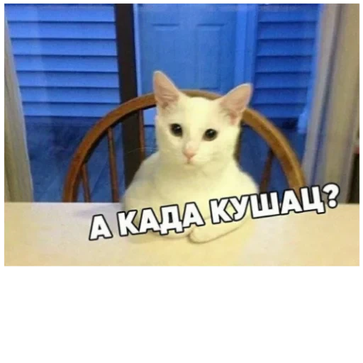 Cat Quotes 1