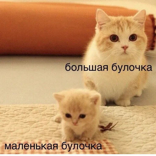 Cat Quotes 20