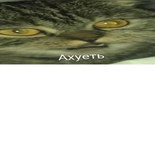Cat Quotes 21