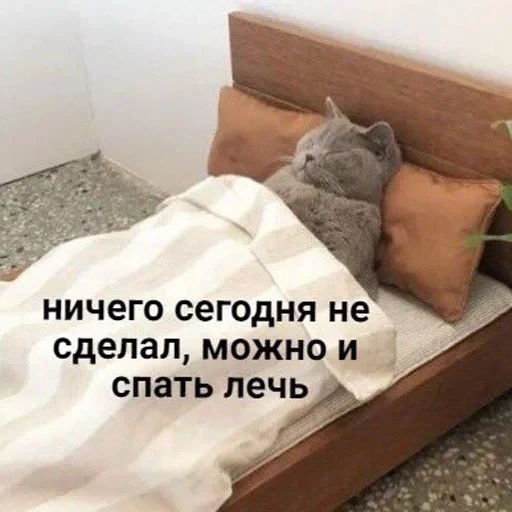 Cat Quotes 26