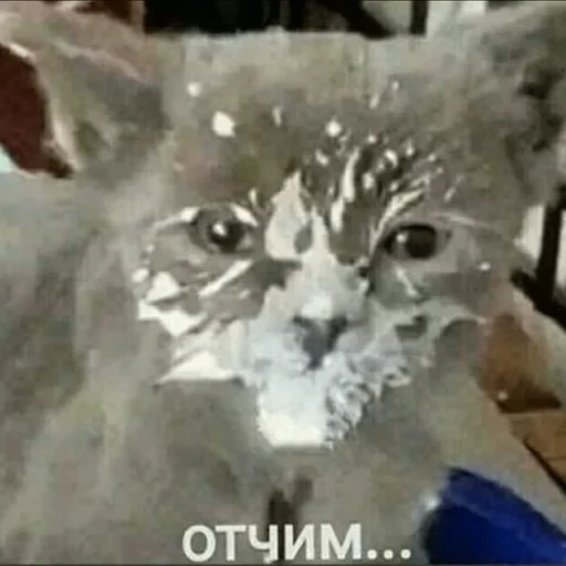 Cat Quotes 25