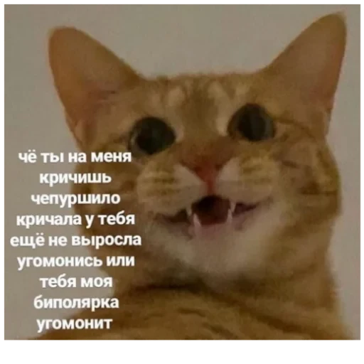 Cat Quotes 18