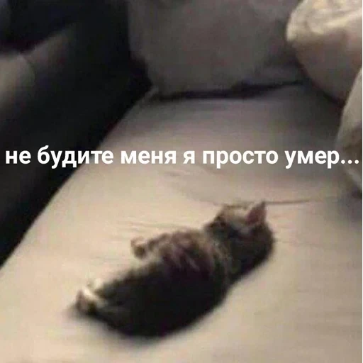 Cat Quotes 8