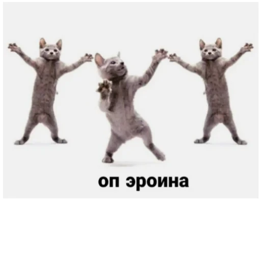 Cat Quotes 7
