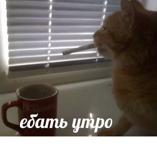 Cat Quotes 16
