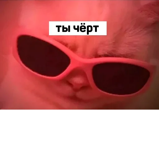 Cat Quotes 19