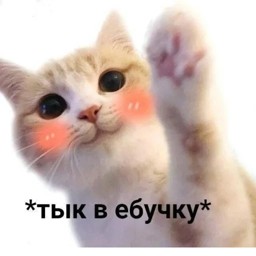 Cat Quotes 9