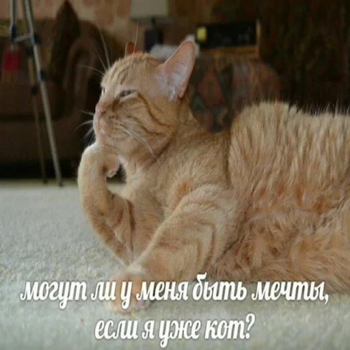Cat Quotes 22