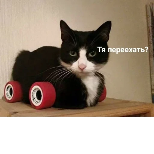 Cat Quotes 15