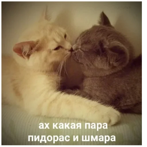 Cat Quotes 4