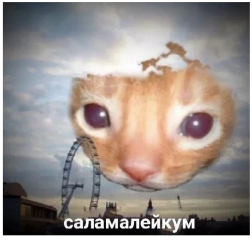 Cat Quotes 3