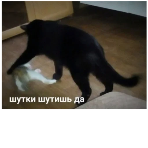 Cat Quotes 24