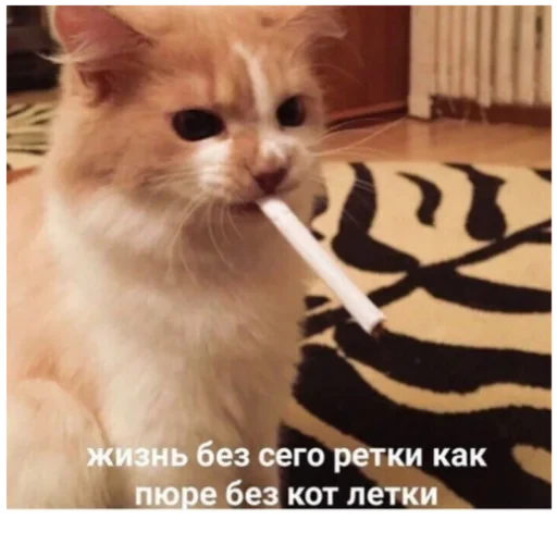 Cat Quotes 27