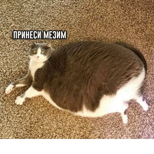 Cat Quotes 14