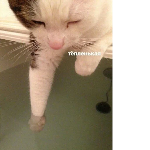 Cat Quotes 6