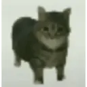 🐈GATO-s MEME-s🌐 10