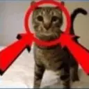 🐈GATO-s MEME-s🌐 13