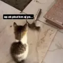 Kucing LUCU BGT 14