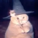 Wizard cat 1