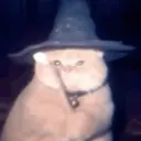 Wizard cat 2