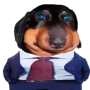 dog 5