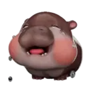 MooDoong Hippo 🦛 MOV 17