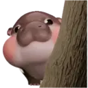 MooDoong Hippo 🦛 MOV 24
