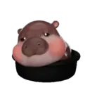 MooDoong Hippo 🦛 MOV 23