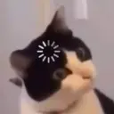 Cats reage 7