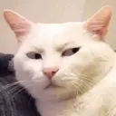 Cat meme 8