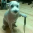 Bixus fofos 4