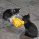 Kucing meme 2