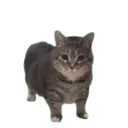 Kucing akmal 1