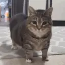 Kucing akmal 5