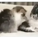 😼Michis Gatos Random 🐱🐈 6