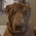 😆🎬¡VOLVIÓ TIKTOK!🎬😆 2