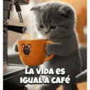 Animalitos virales  TIKTOK✨🐾 13