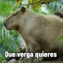 Capibaras con Frases 27