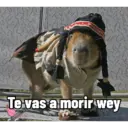 Capibaras con Frases 21