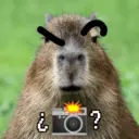 Capibaras con Frases 8